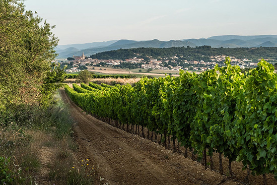 Terrasses sur les hauteurs de Thézan-lès-Béziers